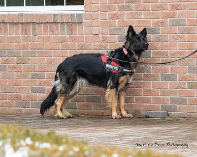 Unleashing Confidence: Nose Work Skills for Shy Dogs