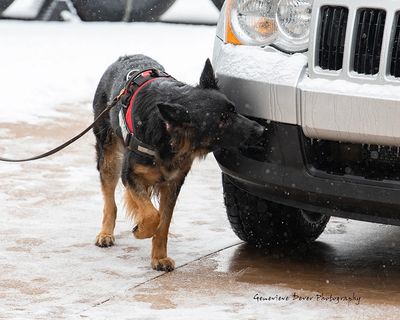 Unleashing Confidence: Nose Work Skills for Shy Dogs