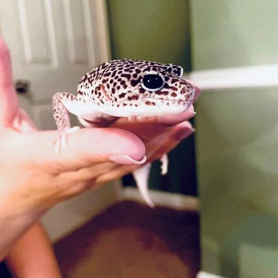 A leopard gecko perched on a person's hand indoors.