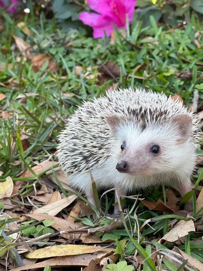 A small hedgehog on grass with a pink flower in the background.