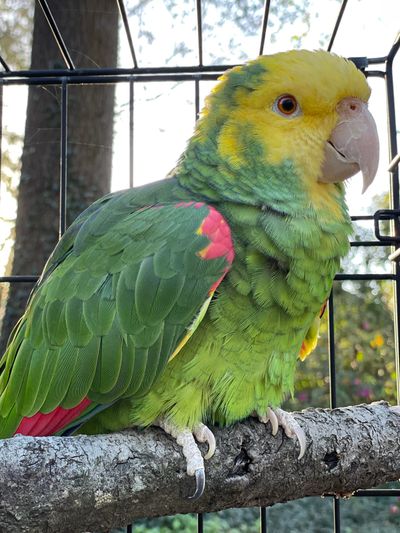 Double yellow headed amazon