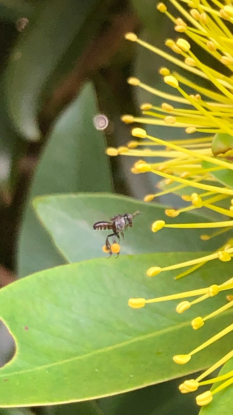 How to Encourage Native Bees to Your Garden