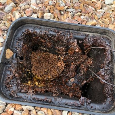 Native stingless bees located in a water meter box 