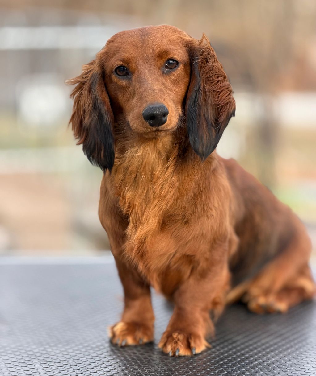 A long-haired dachshund dog sitting and looking at the camera.