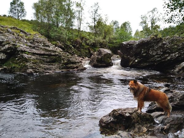 Dog standing on rock overlooking water