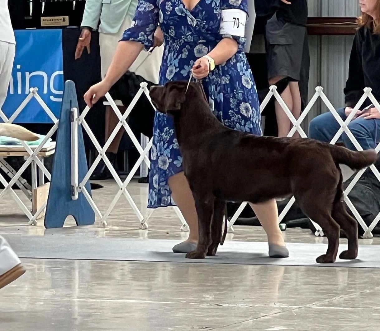 Lakeland Show 
American Bred
Charlie
Lachlan's Angel