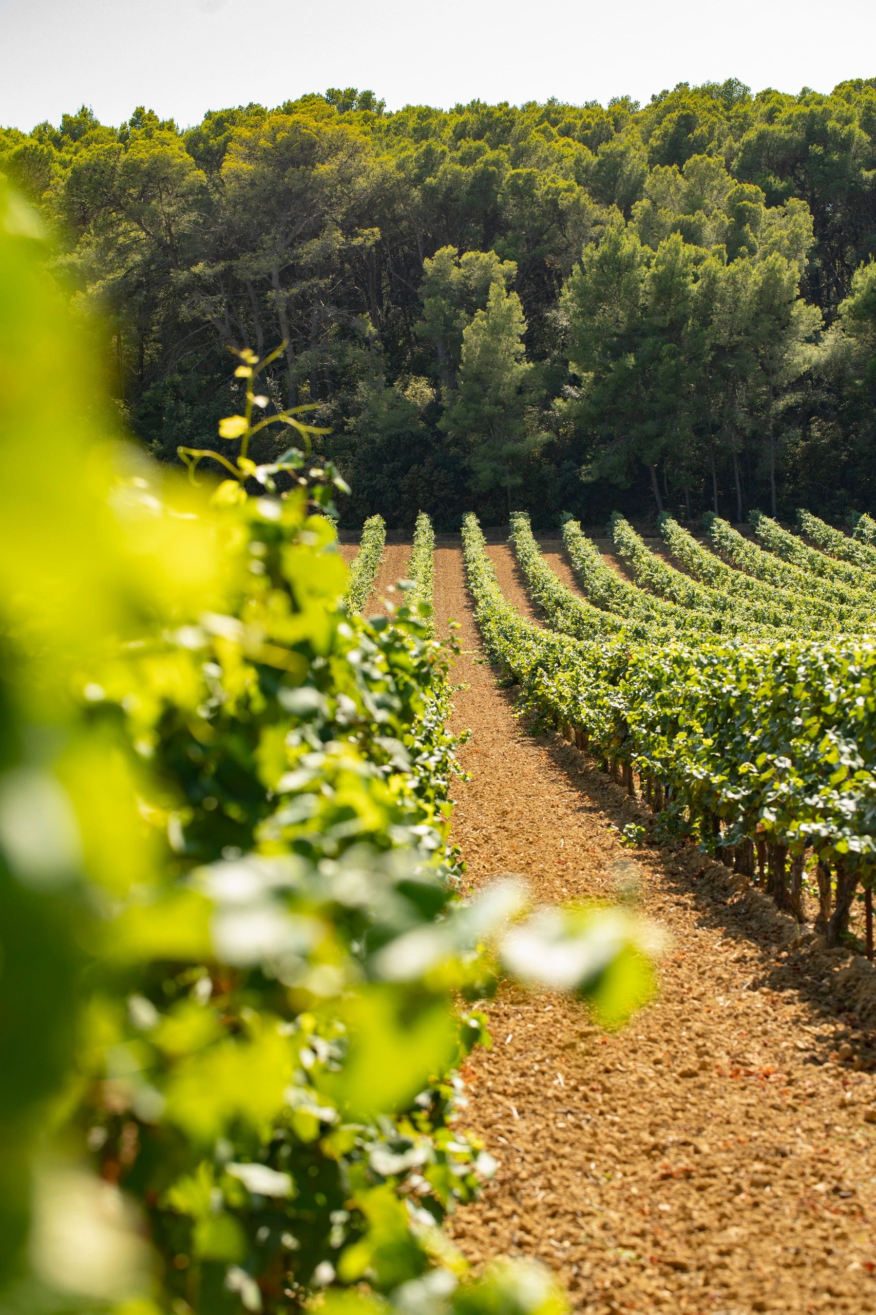 Rows of grapevines in a sunlit vineyard by a forest.