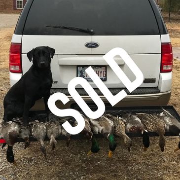 Black dog sitting on a rack with hunted ducks behind a white Ford SUV.
