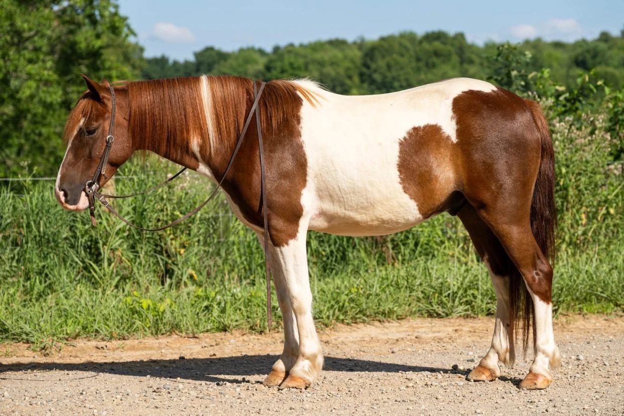 Brown and white paint horse standing on dirt path.