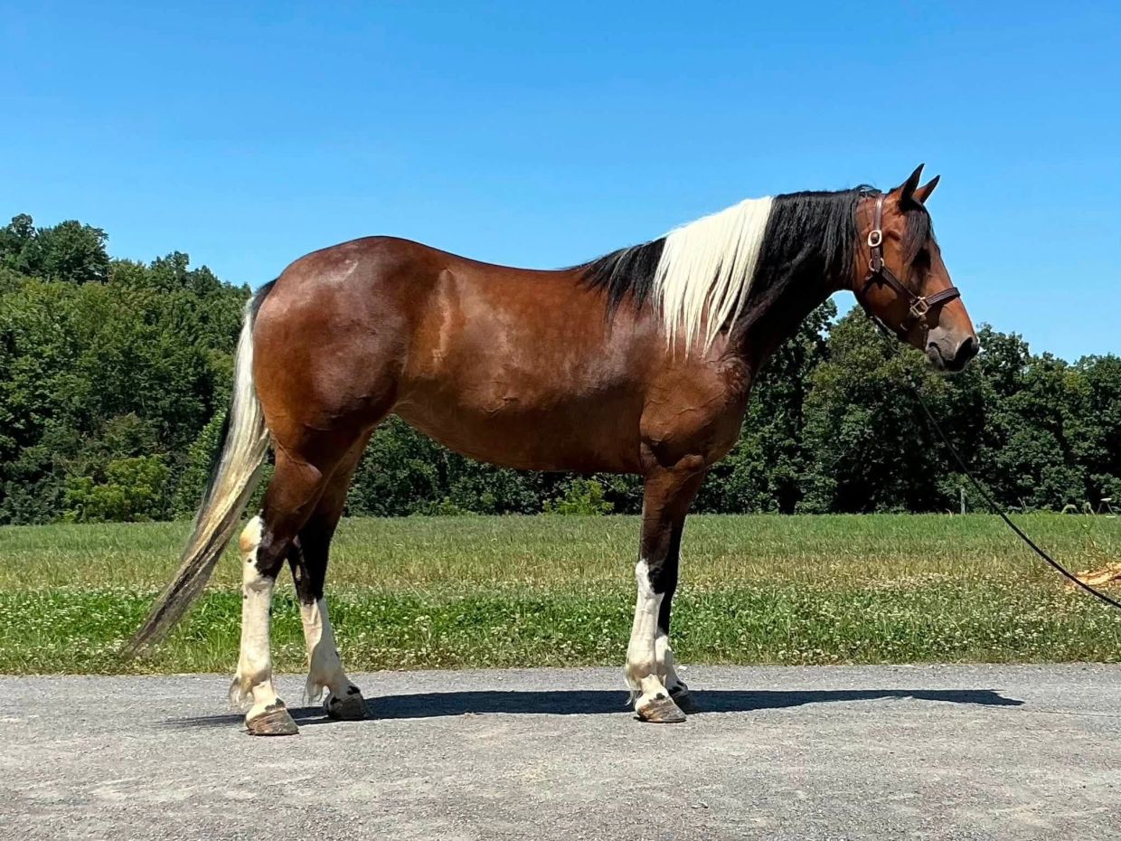 Brown horse with white markings standing on a path.