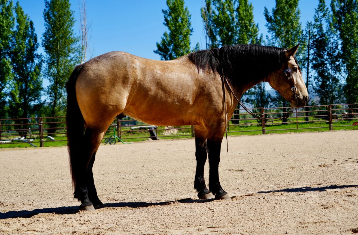 A brown horse standing on sandy ground with trees in the background.