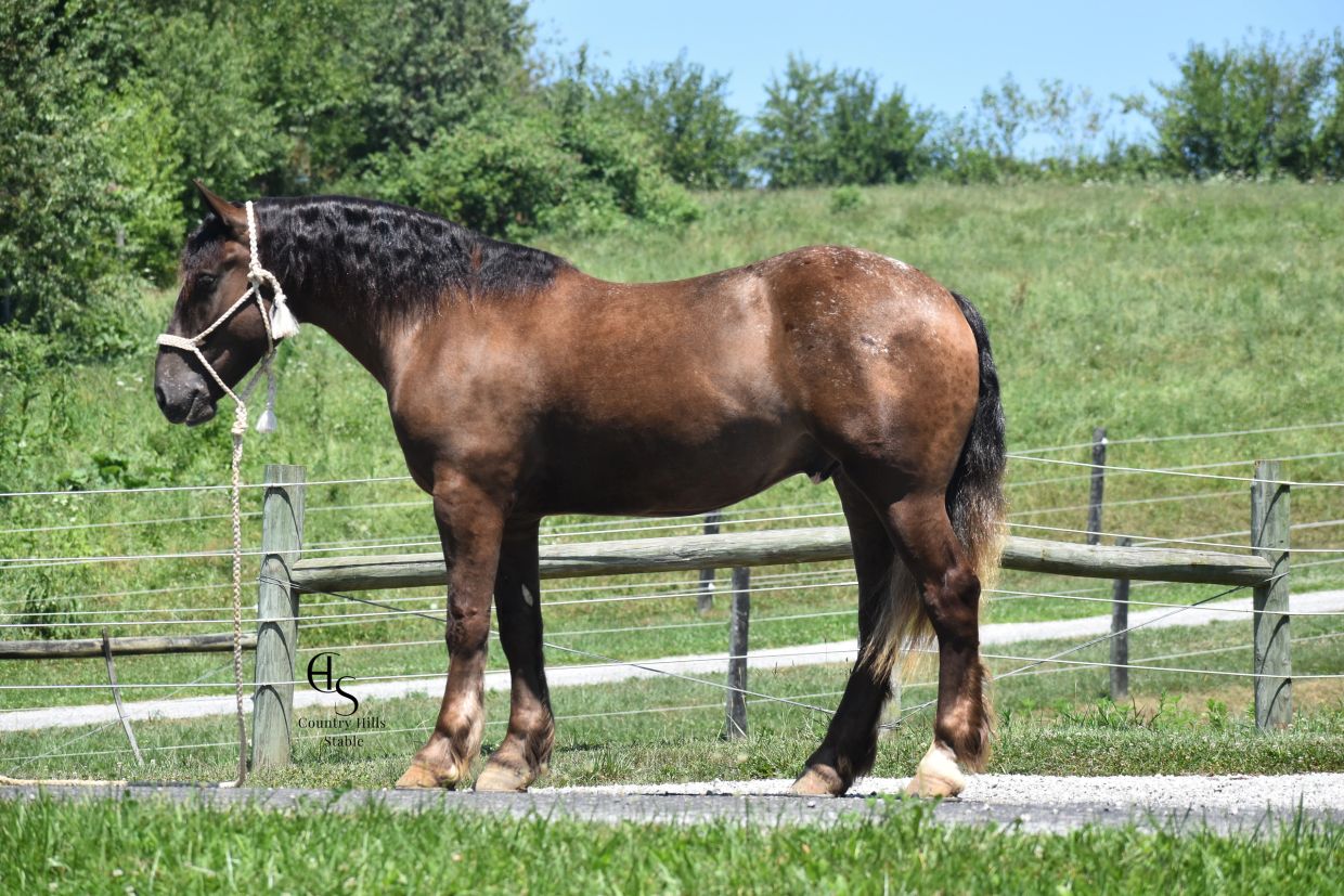 Brown draft horse standing outdoors with harness.