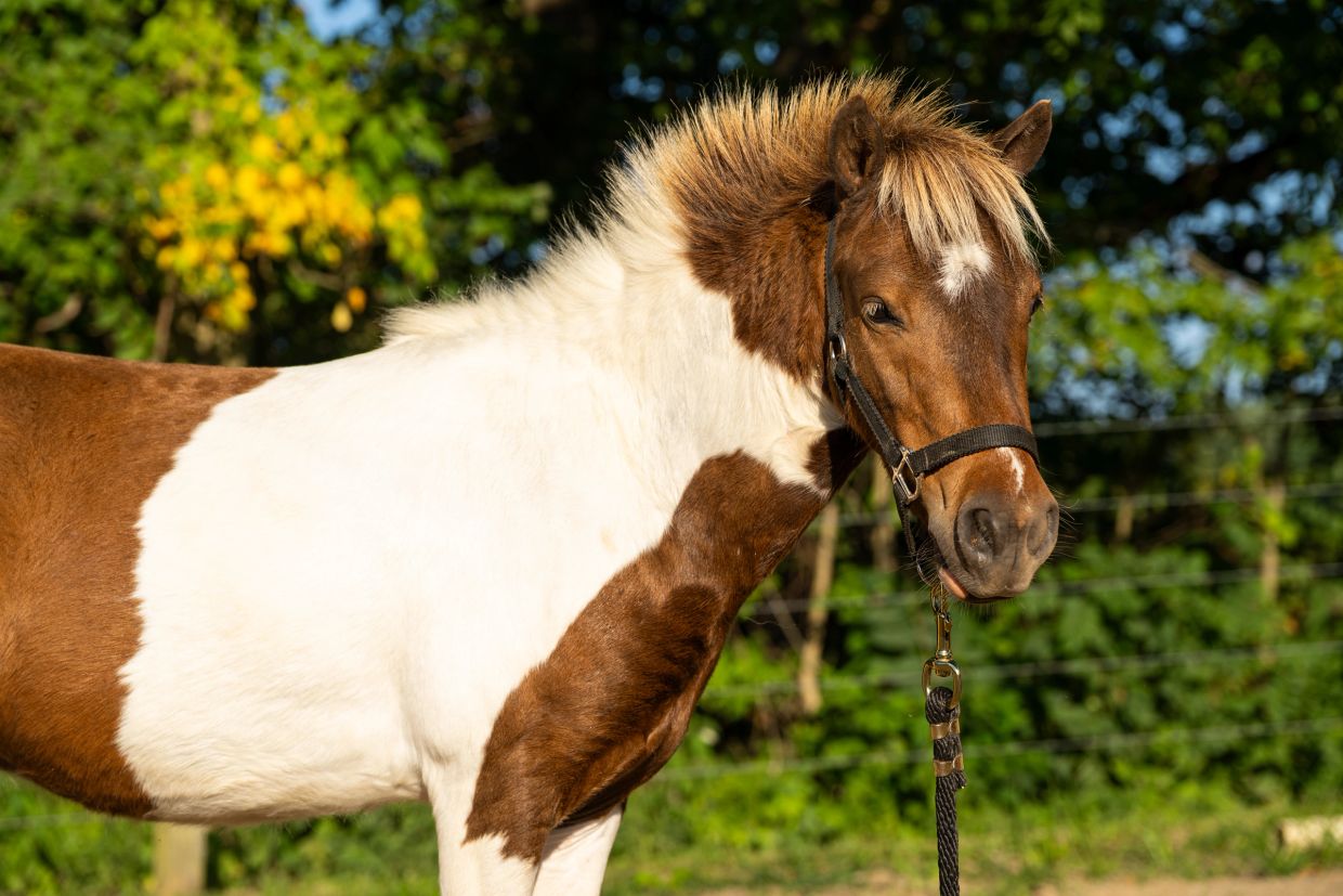 A brown and white pony with a fluffy mane and a halter.