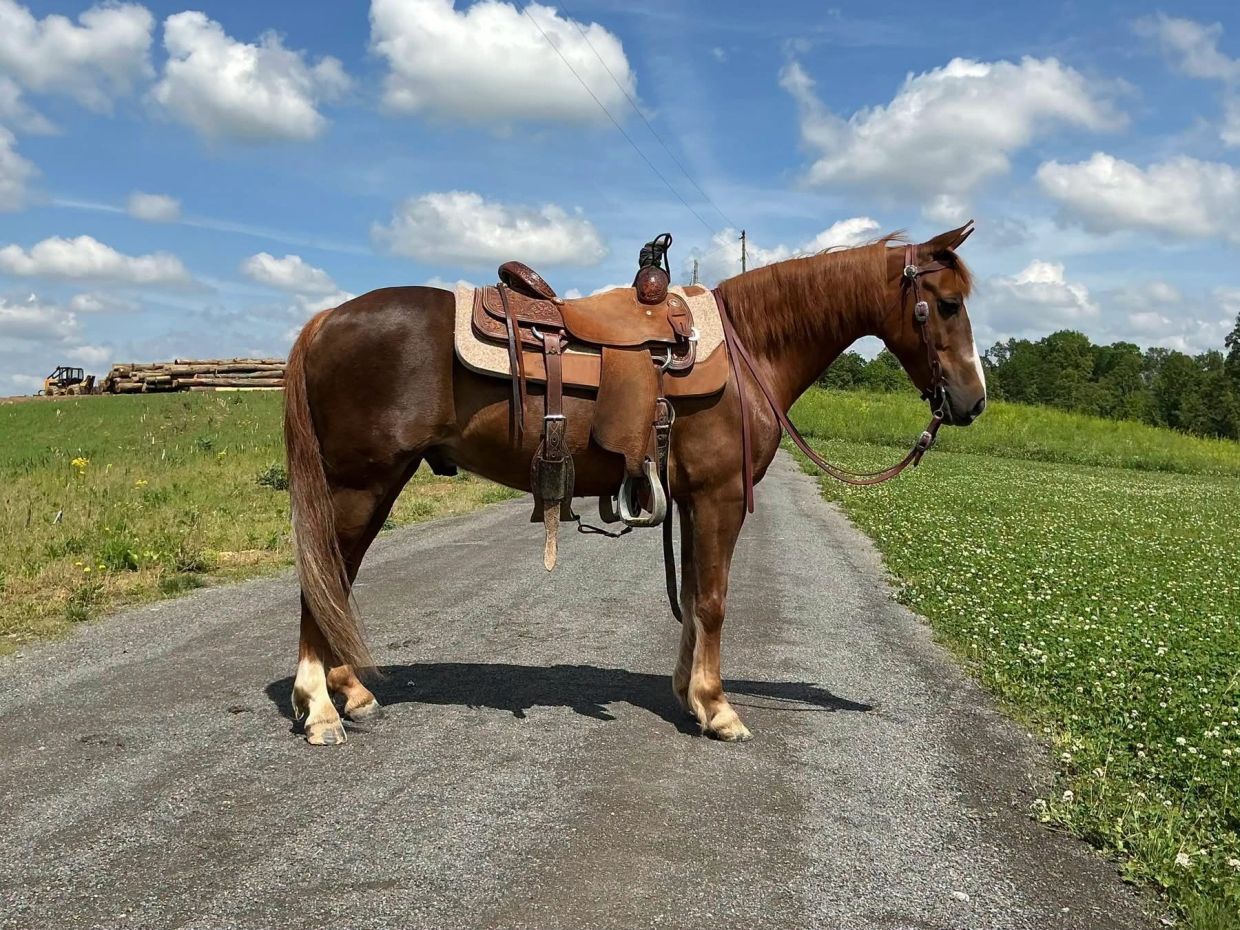 Brown horse with saddle standing on a country road under a partly cloudy sky.