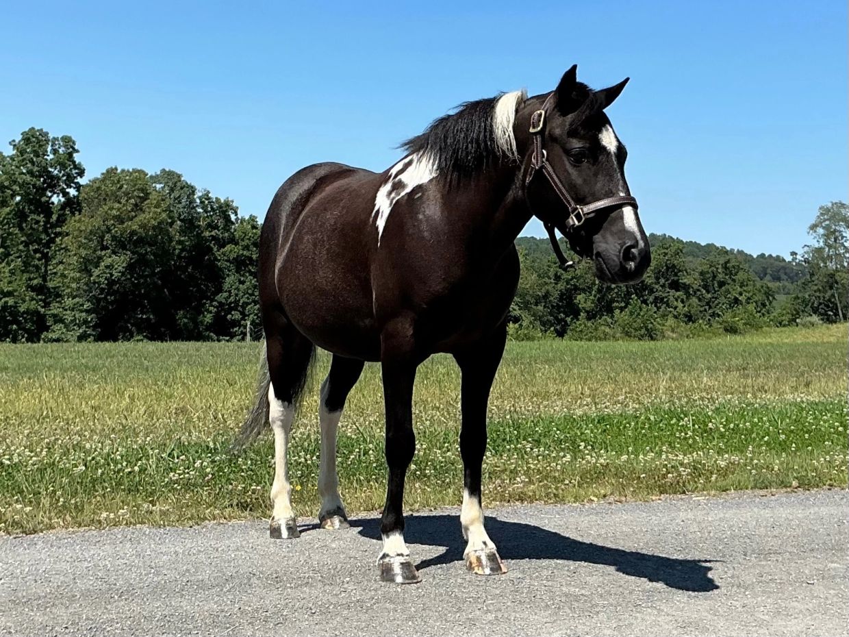 Black and white horse standing on a road in a field.