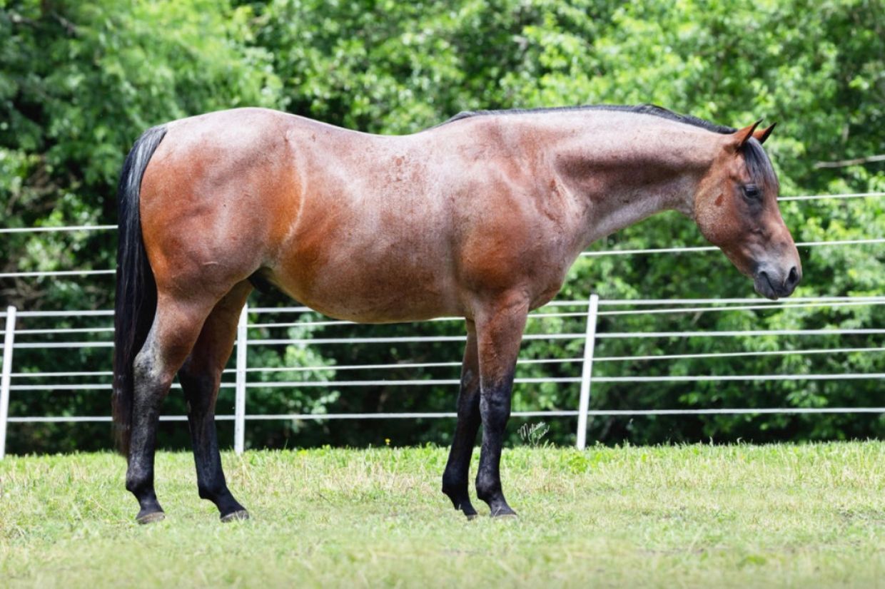 A standing brown horse in a grassy fenced area.