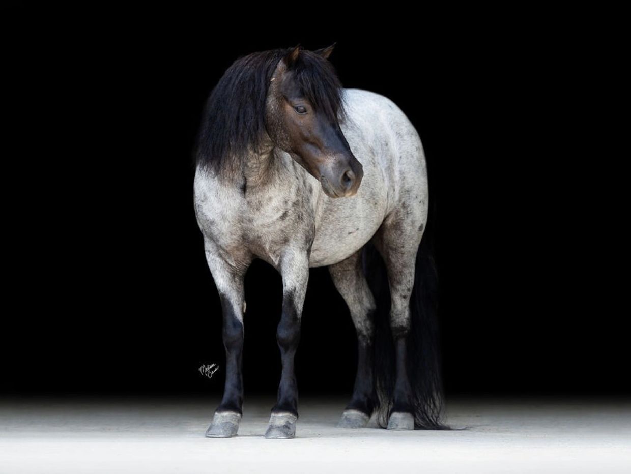 A black and white horse with a dark mane stands on a light surface.