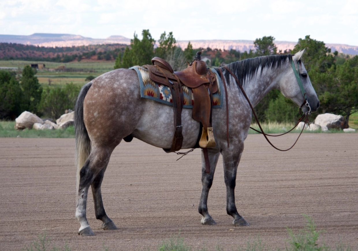 A saddled grey horse standing on a dirt field.