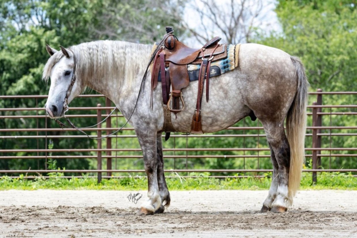 Gray horse with saddle standing in arena.