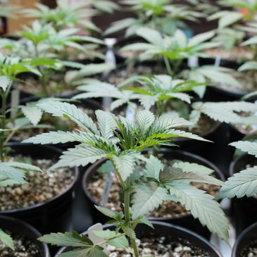 Young cannabis plants growing in small pots indoors.