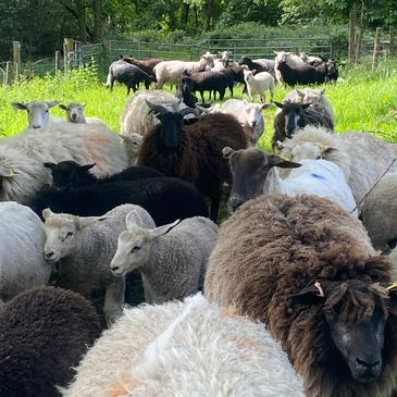 We herd you were coming.