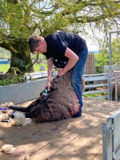 Shearing time happens once a year for the sheep but every two years for the Llamas.