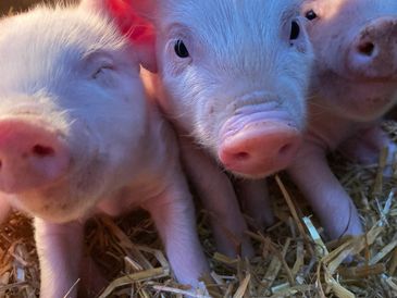 Piglets