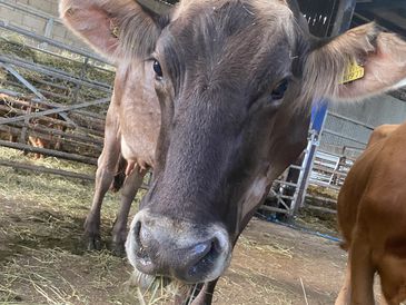 Lovely, Limpy the Brown Swiss cow