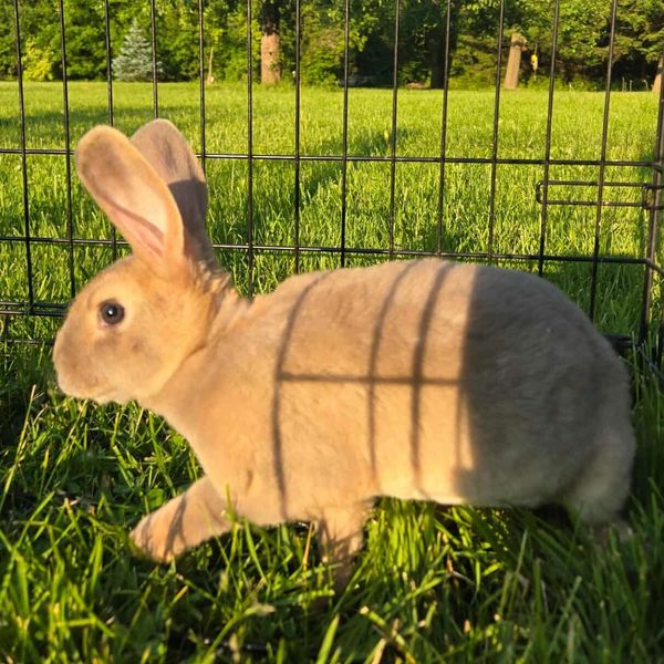 Norse Acres Hazelnut Fluff