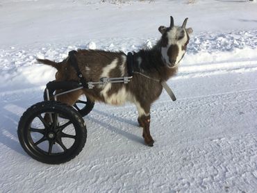 On a cold night in 2018, Elsa was born and abandoned.  Her ears and back feet were frozen off.  