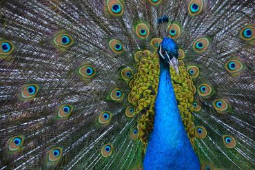 Peacock was a stray from neighbors who no longer wanted them.