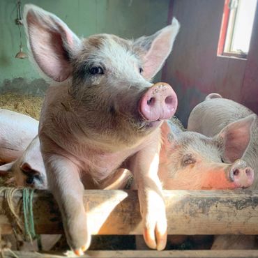 One of 15 pigs saved from slaughter.  The pigs have been placed in private homes and shelters.  