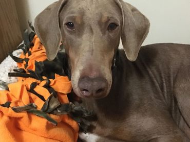 Stardust, a fawn Doberman, was rescued from a hoarding, abusive situation in New Mexico.  