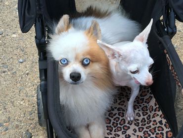 Theodore, was left tied to a tree in a park and could not walk.  Shivers (white) was a stray in TX.