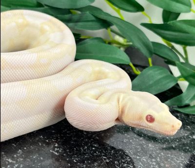 A pale albino snake with red eyes on a black surface with green leaves.