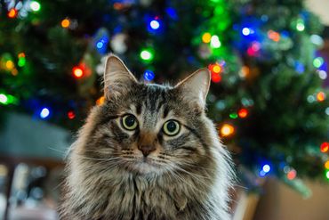 cat, feline, christmas, animal, pet