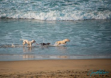dogs, canine, mexico, beach, sand, ocean, pets