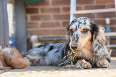 Silver dapple long shop haired mini dachshund