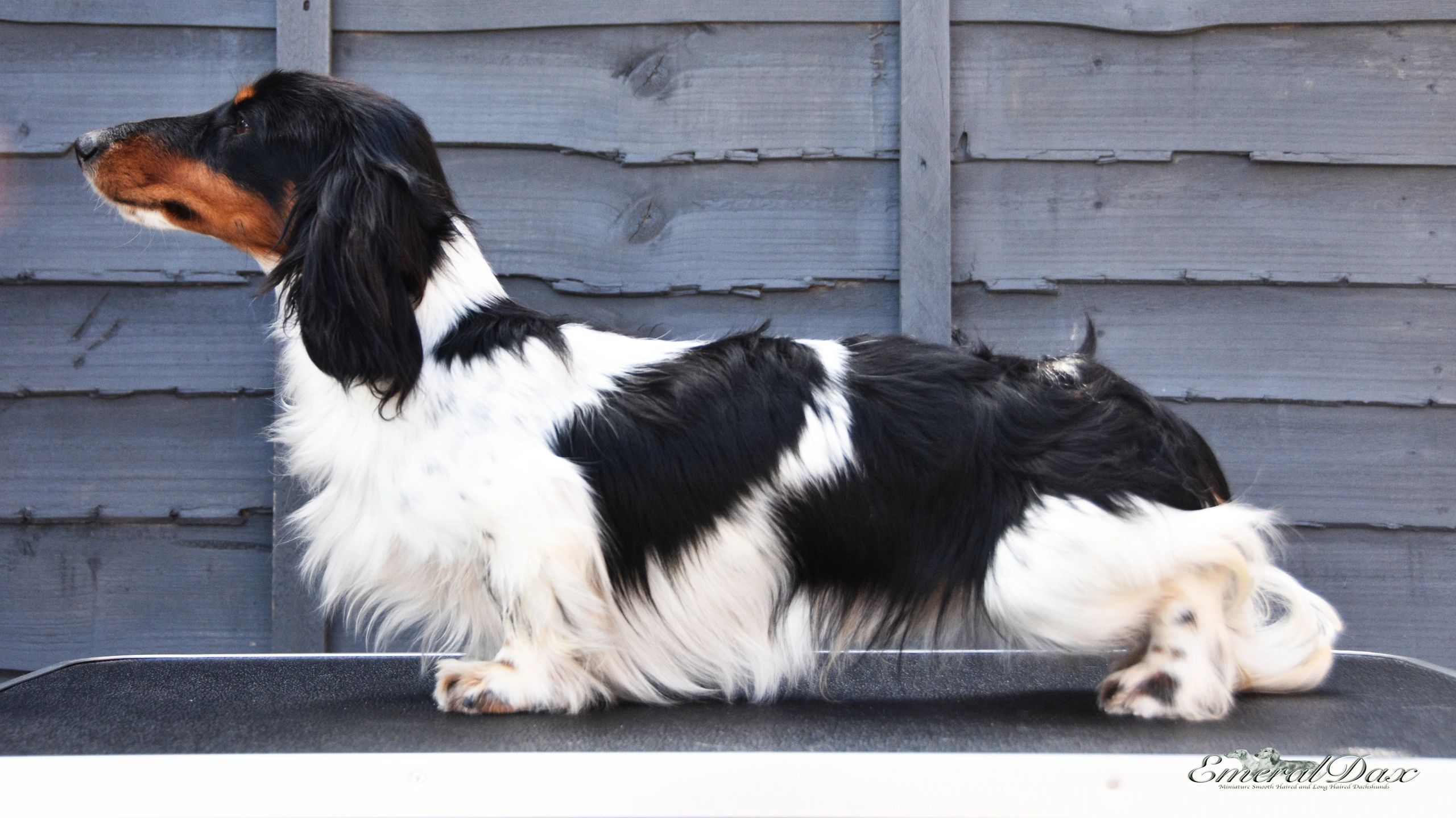 chocolate piebald long haired dachshund