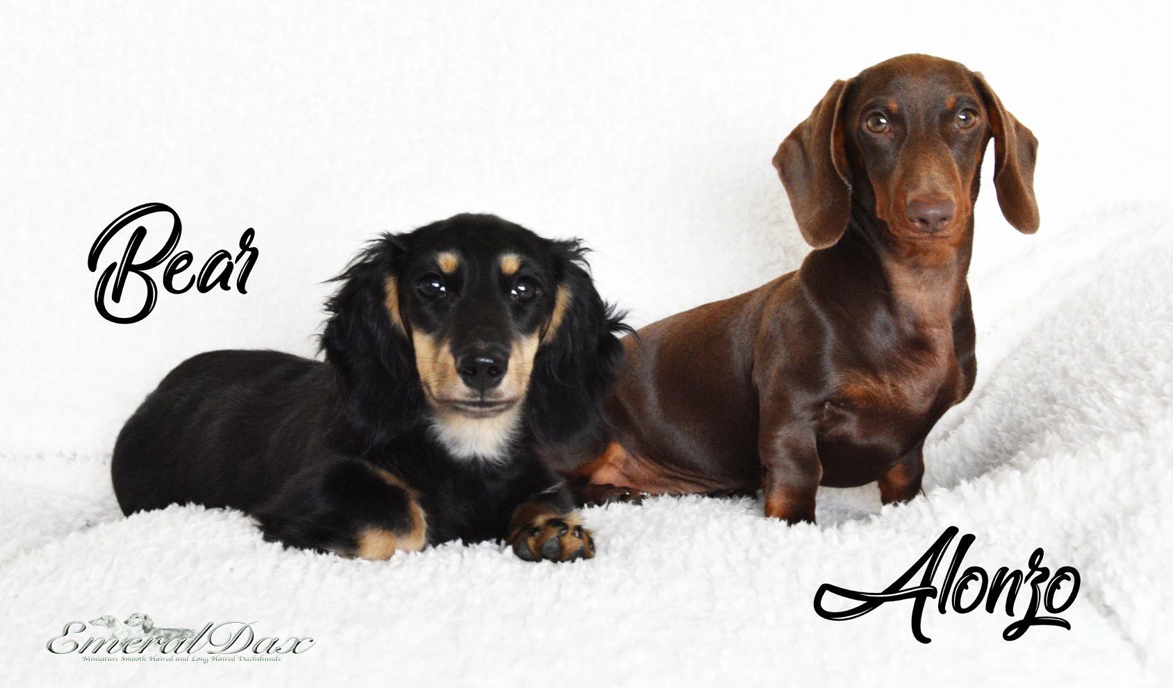 Our Dogs Our Dogs