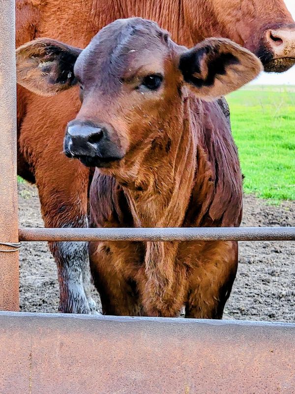 A young brown calf stands behind a metal gate with a cow in the background.