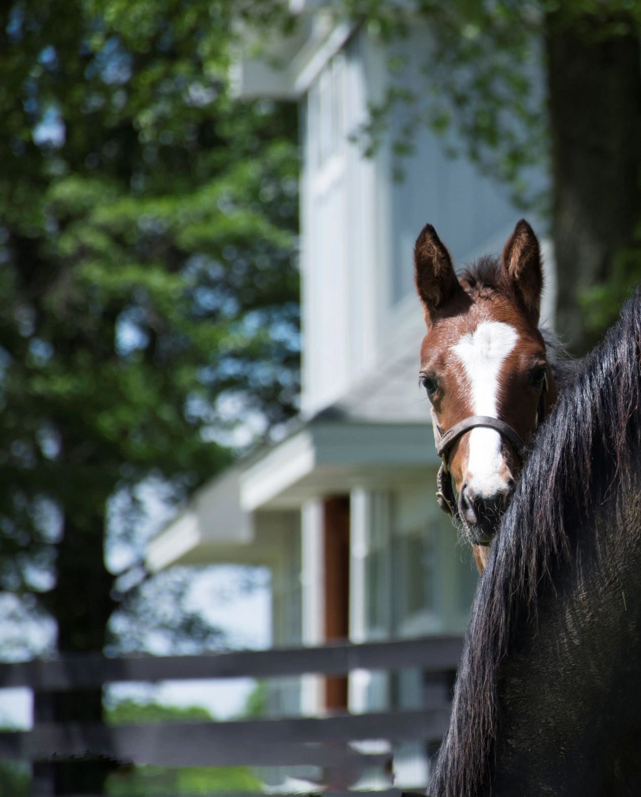 Equine Bookkeeper