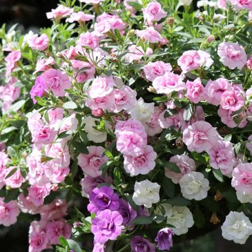 Laurels Plant Centre - Nursery, Garden Centre, Plants