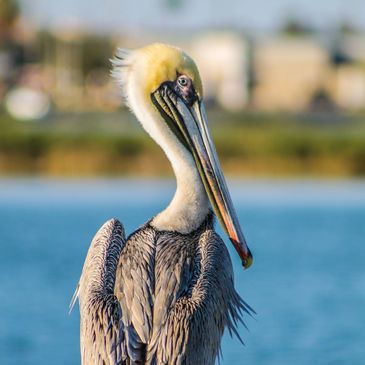 Pelican, beach, 