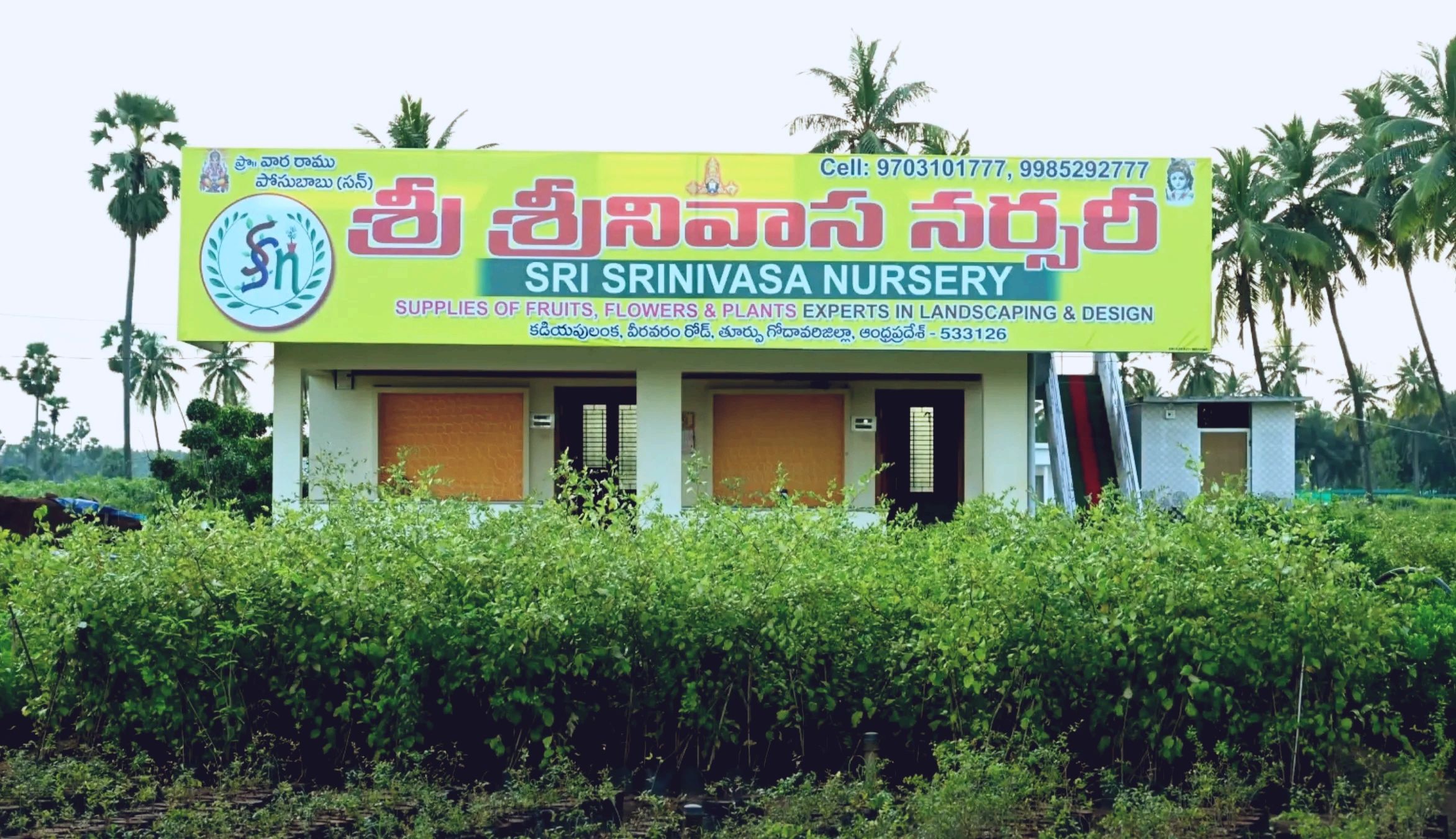 ③the_palms_nursery Explore Palm Varieties at Sri Srinivasa Nursery