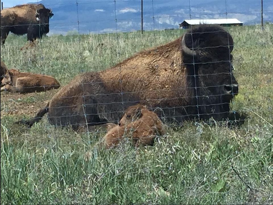 High Wire Ranch Bison Cow and Calf Resting near fence
