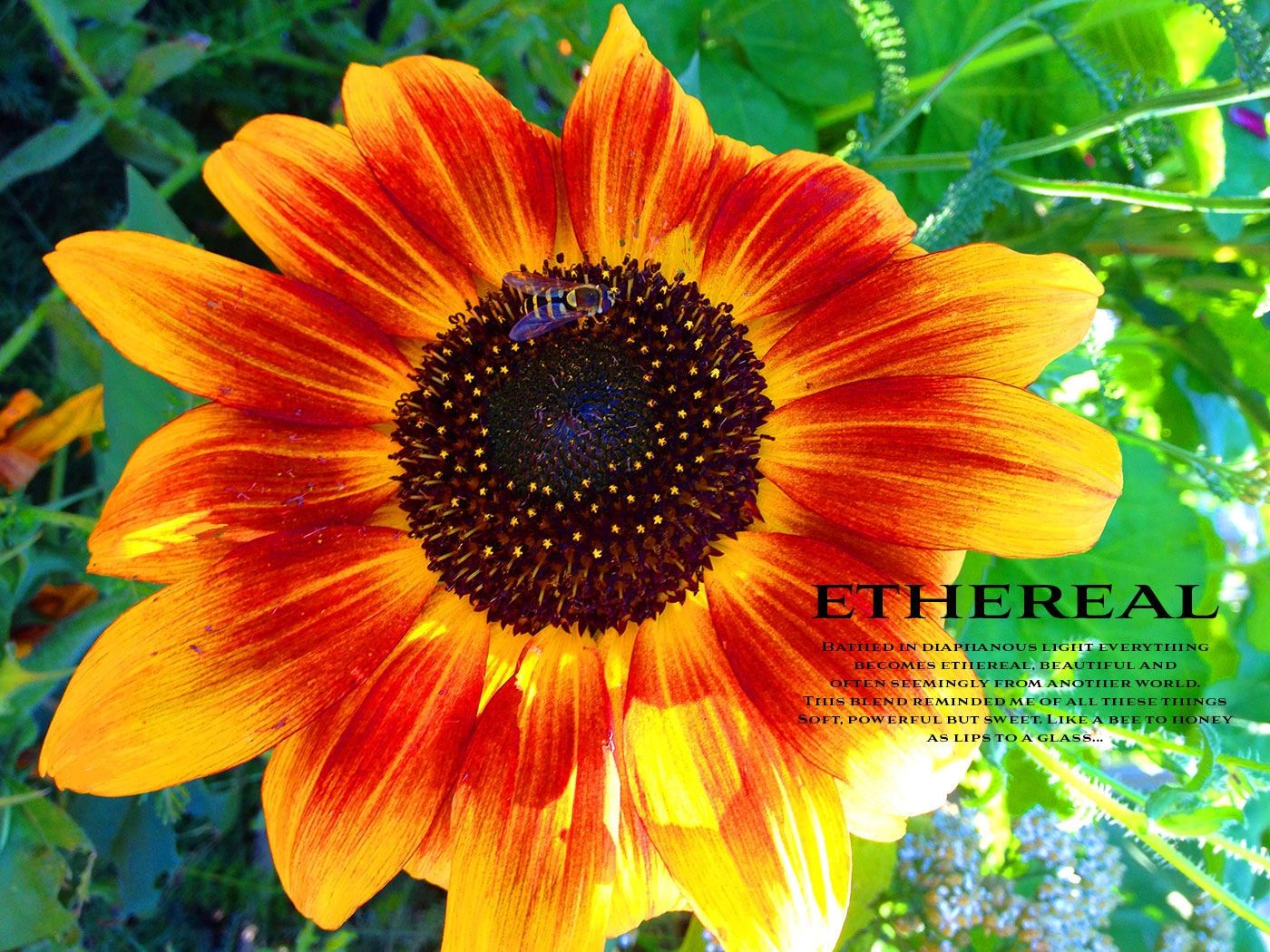 Furion Cellars image