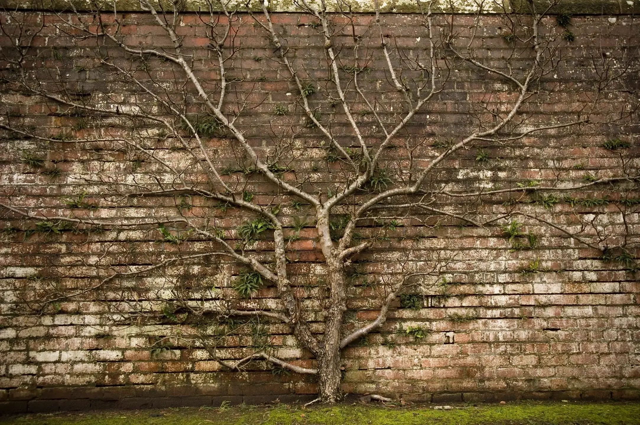 Leafless tree growing against an old brick wall.