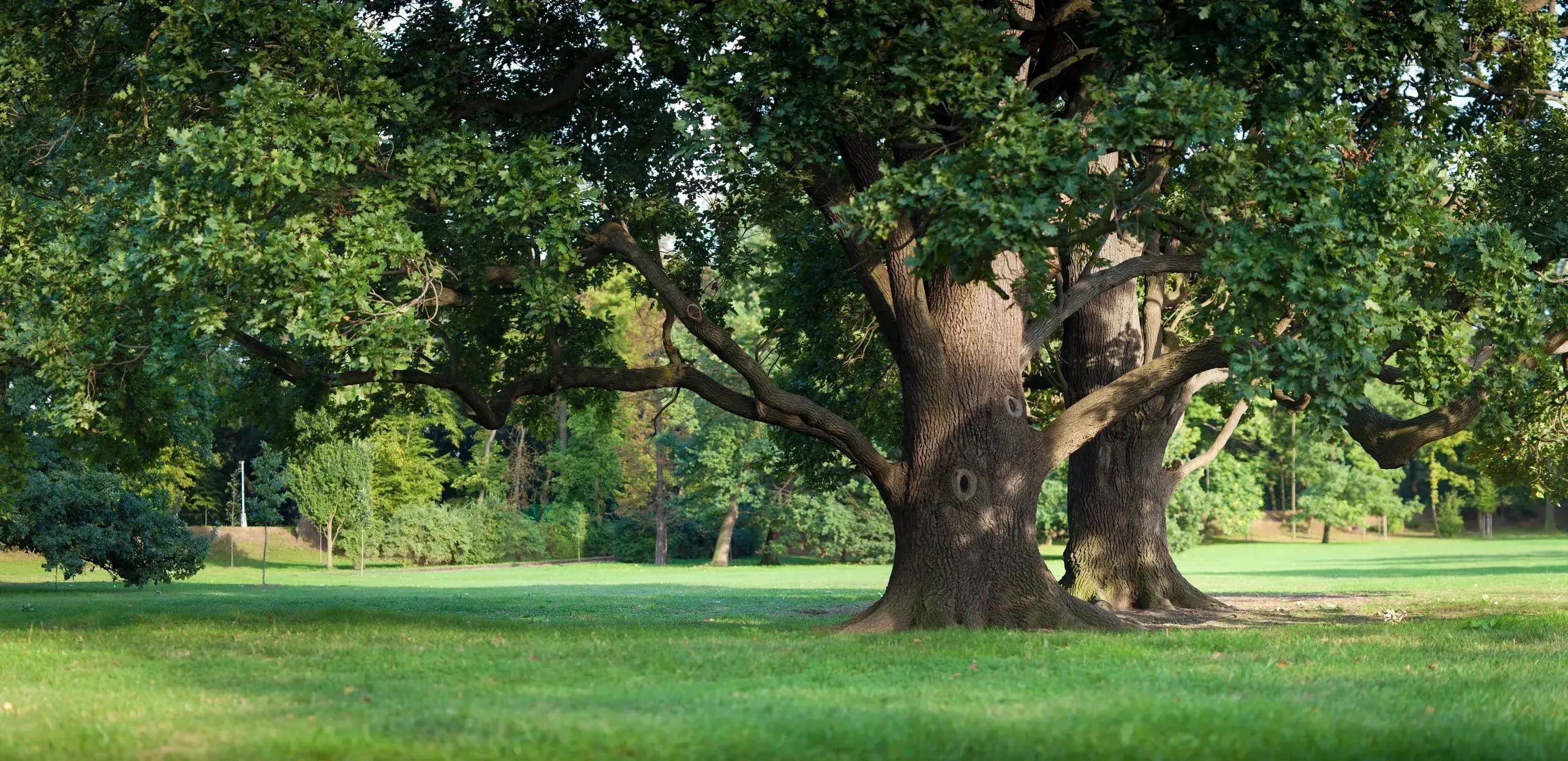 Large oak trees in a green park.