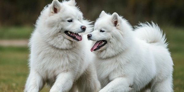 Two fluffy white dogs playing together on grass.